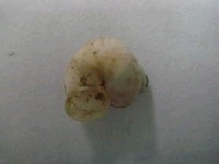 藏品(斯文豪氏帶管蝸牛)的圖片